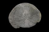 Pyrite Sun - Sparta, Illinois #154080-1